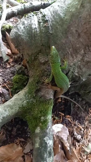 Živahni zelenbač (Lacerta viridis) | Čarobna Priroda