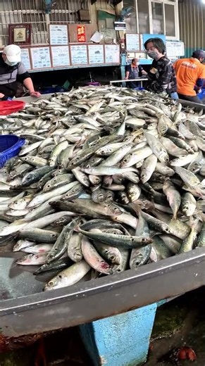 你猜猜 一桶幾公斤 竹莢大爆發 Crazy Mackerel fishes over the table, 明發定置漁場, #fishing #netting 5 MP4 4 05 29 2025