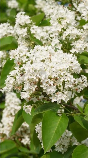 Blooming⚝White Syringa💟ﾟ️ 4K #explore #landscape