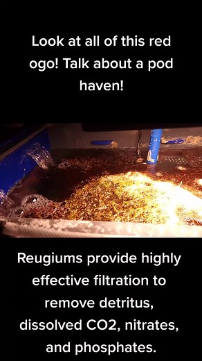 Check out this amazing refugium! Its highly effective at removing nitrates, phosphates, dissolved CO2 and providing a habitat foe your microfauna such as copepods and amphipods. #refugium #gotpods #macroalgae #redogo #allmymoneygoestofish #allmymoneygoestocorals #reef #coral #aquarium #filtration #algae #algaebarn #bashsea #sump #reeftank #nitrate #phosphate #copepods #copepod