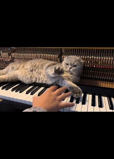 This cat loves the piano