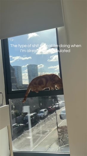 Funny Cat Balancing Acts