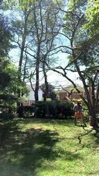 Dead Dogwood Tree Removal