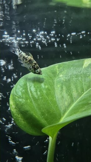 beautiful spotted molly fish 😍 #foryou #fishing #viral #trending #ytshorts #shorts #pets #vlog