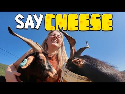 How is goat's CHEESE made? | Maddie Moate