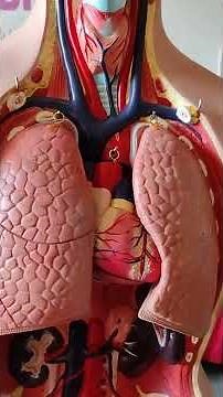 Abschnitte Atemtrakt, Überblick Respirationstrakt, obere und untere Atemwege einfach erklärt