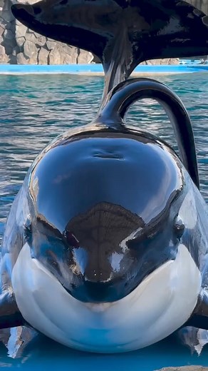 2.8M views · 10K reactions | Whale Orca #orca #killerwhale #orcas #whale #killerwhales #seaworld #cetacean #whales #dolphin #ocean #cetaceans #shamu #seaworldorlando #dolphins #orcawhale #seaworldcares #blackfish #wildlife #nature #animals #orcaencounter #orcinusorca #whalewatching #sea #orque #wildlifephotography #oneocean #marinelife #animal #loveislove #viralreels | Reel featuring | Facebook