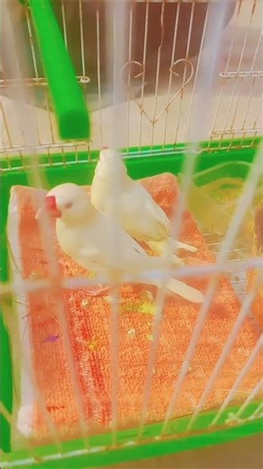 little java tales #like#subscribe##comment Please #shorts