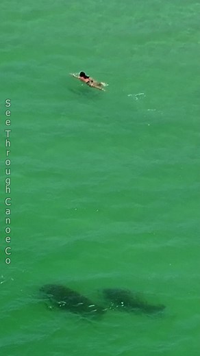 45K views · 408 reactions | You never know what's swimming with you in the ocean or the gulf in Florida. Fortunately, these were just friendly manatees near Clearwater, Florida. #nature #ocean #animals #florida #wildlife | See Through Canoe | Facebook