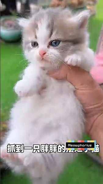 These kittens are too adorable #cat #kitten #cute