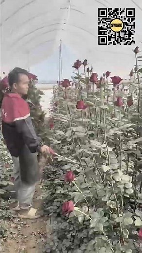 Professional Rose Harvesting Technique in Greenhouse #9work