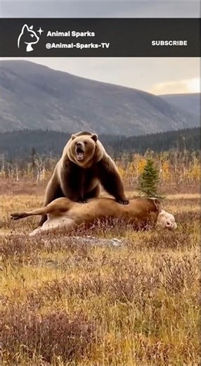 These Wolves Fight A Bear…But Then This Happens! #bear #wolf #cow