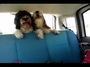 Petit Basset Griffon Vendéen pups Basje & Coosje 7 maanden later.avi