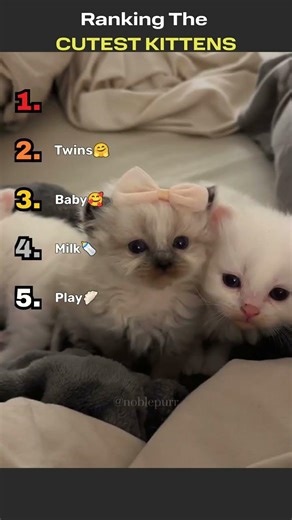 Top 5 Cutest Kittens That Will Melt Your Heart 🥹🐾#shorts #cute #animals #kitten