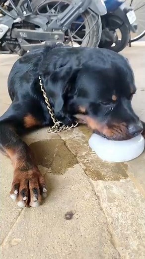 Beat the heat🥵❤️| RAMBO | PARTHI BIKE RIDER |