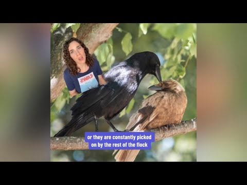 🌈 The Mysterious Color Abnormalities of Crows: Revealed! 🖤 #corvids #crows #crowbuddy