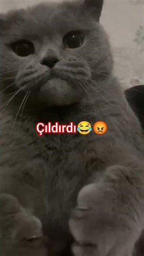 #beniöneçıkart #😻#😹#🌍 #😻#pets #kitty #kitten #reels #britishshorthair #catshorts #cats #viralshort