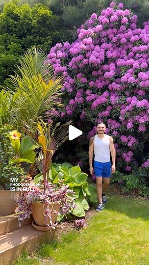 Alex Calamia on Instagram: "My Rhododendron is glowing. You have to add this tree to your shade garden if you love springtime flowers.  #garden #reel #plants #planty #longisland #gardenguide #news12 #meteorologist #newyork #tropicalplants #containergarden #gardenideas #gardendesign #plantdad #flowers #blooms #shadegarden #gardener #nature #plantsmakepeoplehappy"