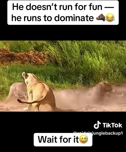 Warthog's Powerful Run: Nature's Competitive Spirit