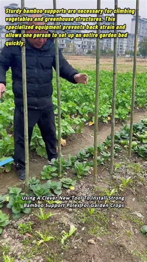 Using A Clever New Tool To Install Strong Bamboo Support Poles For Garden Crops