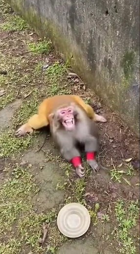 Monkey Falls Off Wall After Playing Cymbals