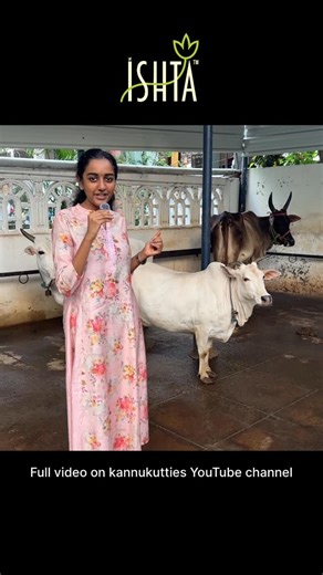 Ishta panchagavya products on Instagram: "🐮 Annamma the Chakkara Kuttan — Nethra Shares Her Story! ❤️ Meet Annamma, our adorable Sivagangai Kuttai dwarf cow, lovingly called Chakkara Kuttan at Ishta Goshala. In this video, Nethra beautifully narrates Annamma’s story — her nature, daily routine, and how she became one of the most loved cows in our Goshala. 💛 📍 Location: Ishta Goshala, Adambakkam, Chennai 📞 Call us now: 6382-770327 / 9841417443 🌐 Visit: www.ishtaorganics.in Keywords: annamma 