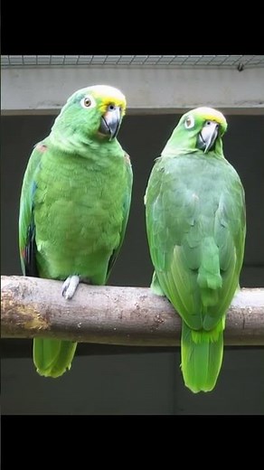 Yellow Crowned Amazon Parrot Care Guide | Personality, Diet, Talking Ability & More