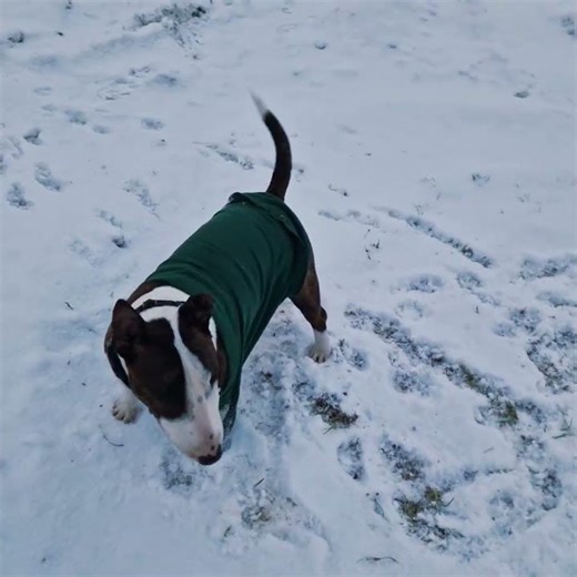 #Schnee#Hundespaß#Hundeliebe#DogLife#HappyDogs #funny #hundeleben #snow #pablo #winter #paula