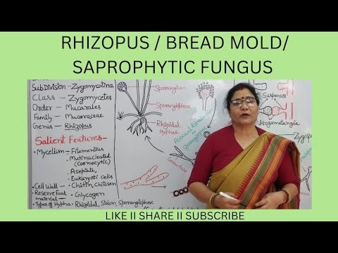 RHIZOPUS/BREAD MOLD/SAPROPHYTIC FUNGUS