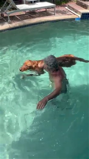 My little Dog swimming for First Time!! must see it!!