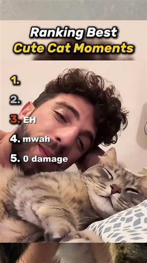 Ranking best cute cat moments