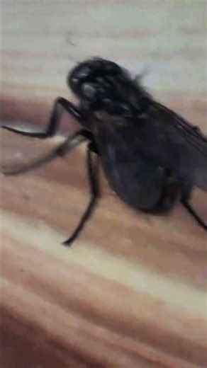 FLY #music #remix #asmr #relaxing #fly #love #insects