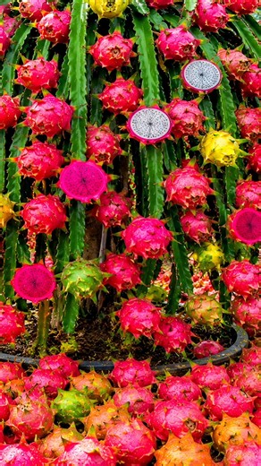 Quick and easy techniques for growing and propagating dragon fruit trees. #garden #fruits #nature