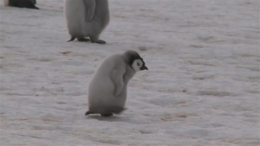 Emperor penguin population decline worse than predicted, according to study