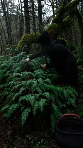 ↟ Brittany ↟ on Instagram: "• Licorice Fern Root, Teeth of Tyr & Throat Mystic • This magical PNW fern is an incredible indigenous ally, used for various things from respiratory woes to teeth care. Above I am meeting with, harvesting, processing and infusing them in alcohol for 2 different offerings I feature them in🌿 These ferns are a western, temperate rainforest ally that go dormant in summer and thrive during the rainy season. This is part of why they only grow nestled in thick, lush mats o