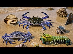 Tide Pool Hunting Maine: What Did We Find?