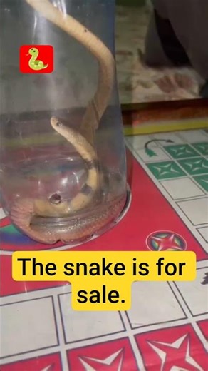 “The snake is for sale.🐍 #snake #snakes #snakeforsale #reptile #reptiles #reptilelover #reptilelife
