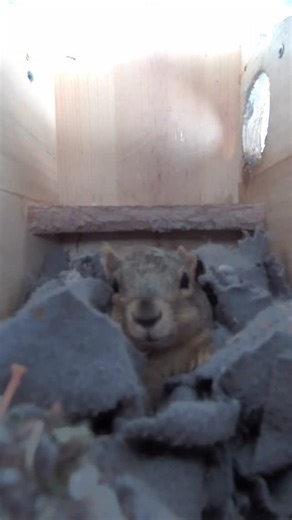 Squirrel Boxes | Today is a snow day, and the cold has truly set in. For some of the little ones, this will be their very first winter. For Emma, it means... | Instagram