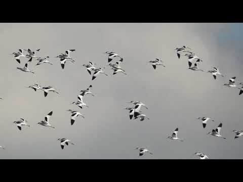 Vol : Avocette, Barge, Bernache - Flight : Pied Avocet, Black-Tailed Godwit, brent goose