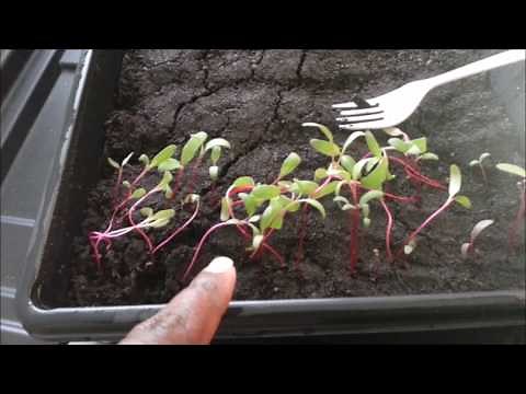 Starting Beets indoors