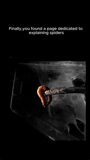 arachnoworlds on Instagram: "Predators of the small, architects of the web. @Arachnoworld — discover the unseen world of spiders. 🕸🖤 Spider silk is stronger than steel A single strand of spider silk is thinner than a human hair, yet stronger than steel of the same weight. Some species produce up to seven different types of silk — for building webs, capturing prey, wrapping eggs, or even gliding through the air. Every web is both delicate and unbreakable, a masterpiece of natural engineering."