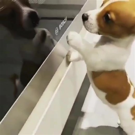 "Small body, BIG personality" | Jack Russell Terriers