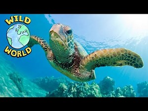 Wild World - Loggerhead Turtle | ZeeKay