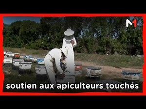 Maroc: programme de soutien aux apiculteurs touchés
