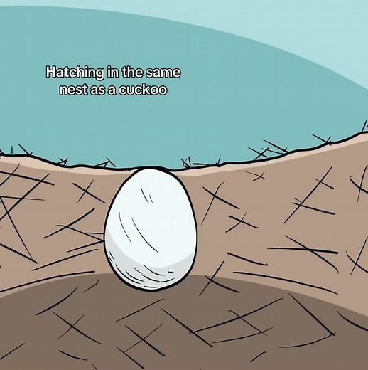 Cuckoo Bird Animation: Funny Cartoon Cuckoo Birds in Digital Art