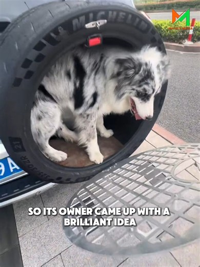 VIP Ride For The Fluffiest Passenger | LaSauce