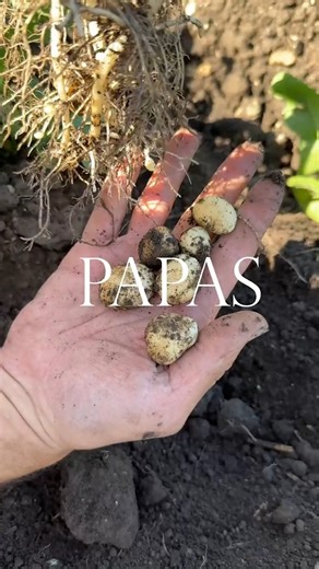#Sociedad El creador de “100 formas de hacer papas” eligió Balcarce para grabar el capítulo final de su serie viral Armando Esquivel eligió un campo papero de nuestra ciudad para grabar el episodio final de “100 formas de hacer papas”, la serie que lo llevó de estar desempleado a convertirse en un fenómeno digital con millones de seguidores. El cierre, simple y emotivo, lo devolvió al origen: cocinar una papa hervida con pimienta, sal y aceite de oliva en la tierra donde nace una de las mejores 