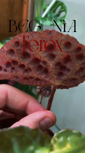 Most dangerous looking plant