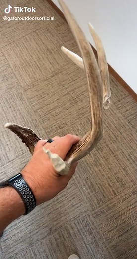 What's the biggest shed you've ever found? #deer #antler #bowhuntingwhitetails