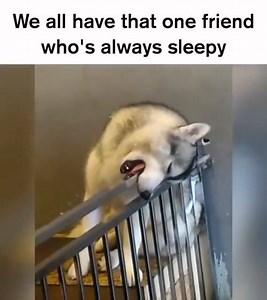 哇！睡了覺也能霸氣外露😂🤣🤣 #好想繼續睡好睡滿啊XD Credit: Corgi & The Gang Pet Cafe | Look Happy